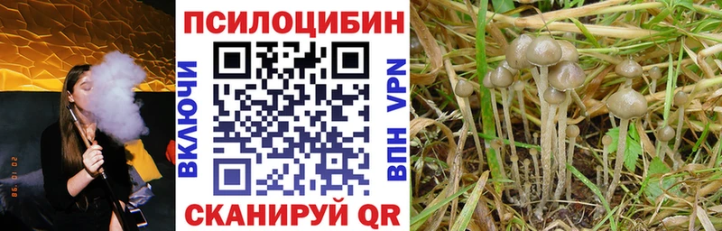 Галлюциногенные грибы Psilocybine cubensis  Бодайбо 